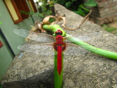 Urothemis signata
