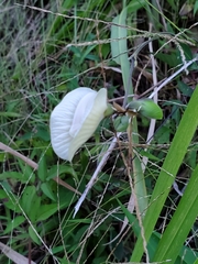 Centrosema pubescens