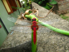 Urothemis signata
