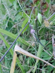 Centrosema pubescens