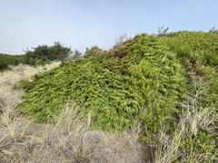 Chamaecyparis lawsoniana