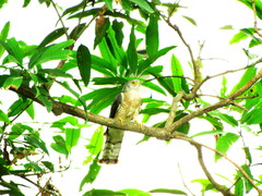Hierococcyx varius