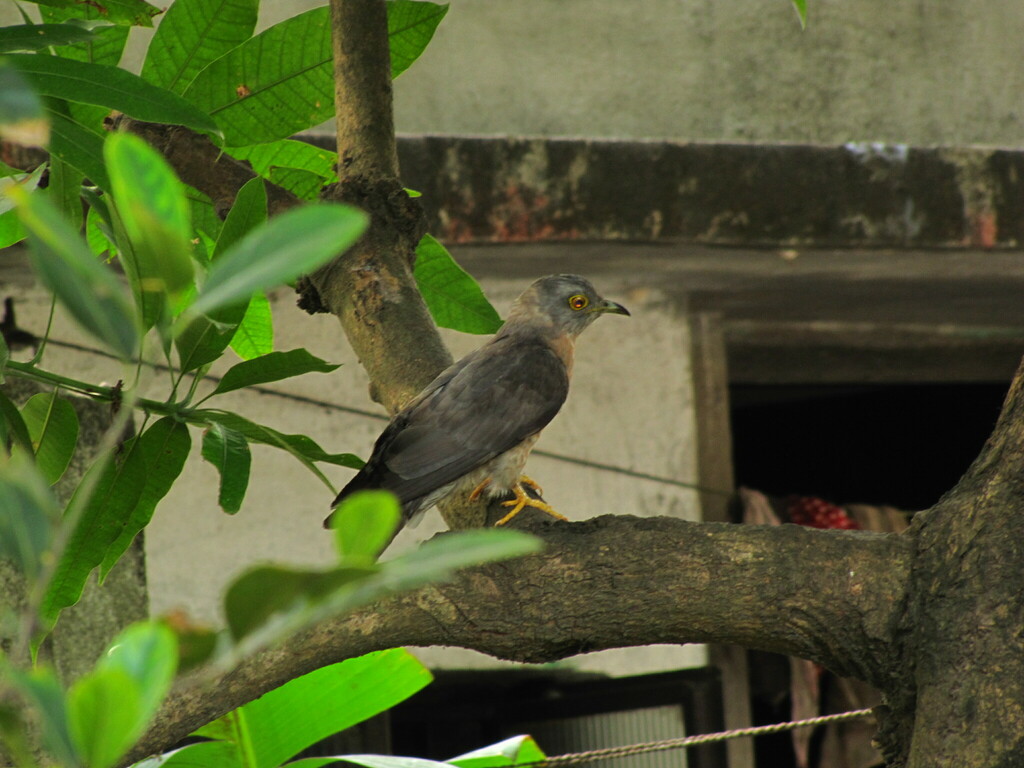 Common Hawk-Cuckoo from Rahara, Kolkata, West Bengal, India on June 11 ...