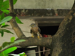 Hierococcyx varius