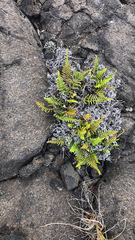 Pityrogramma austroamericana