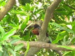 Centropus sinensis