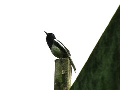 Copsychus saularis