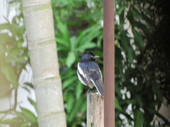 Copsychus saularis