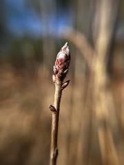 Rhododendron atlanticum
