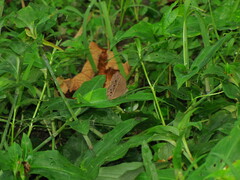 Papilionoidea