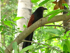 Centropus sinensis