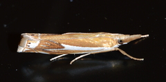 Crambus bidens