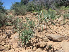 Pachypodium bispinosum