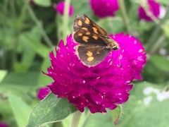 Taractrocera luzonensis