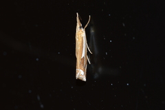 Crambus bidens