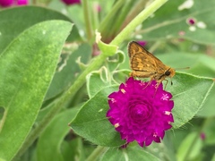Taractrocera luzonensis