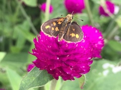 Taractrocera luzonensis