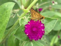 Taractrocera luzonensis