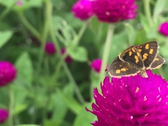 Taractrocera luzonensis