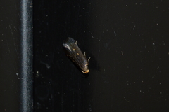 Dichomeris juncidella