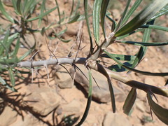 Pachypodium bispinosum