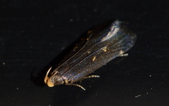 Dichomeris juncidella