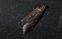 Dichomeris juncidella