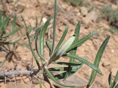 Pachypodium bispinosum