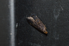 Dichomeris juncidella