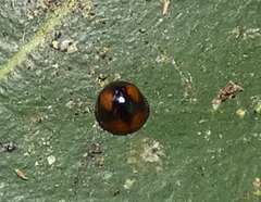 Cryptognatha amabilis