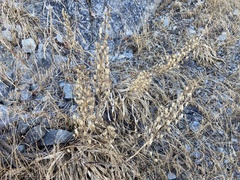 Toxicoscordion exaltatum