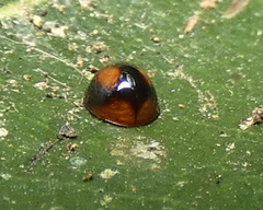 Cryptognatha amabilis