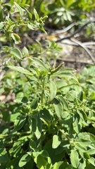 Chenopodium acuminatum