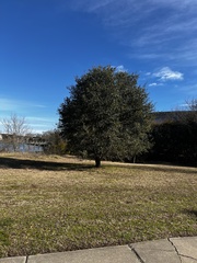 Quercus virginiana