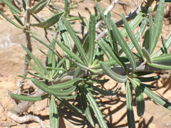 Pachypodium bispinosum