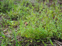Bothriospermum zeylanicum