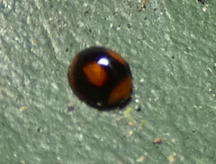 Cryptognatha amabilis