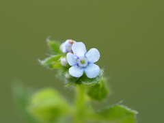 Bothriospermum zeylanicum