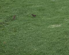 Passer domesticus