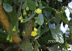 Brasiliopuntia brasiliensis