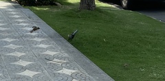 Passer domesticus