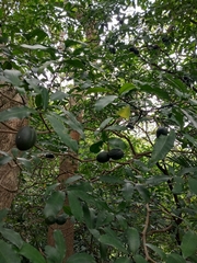 Tabernaemontana ventricosa