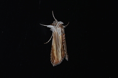 Cucullia convexipennis
