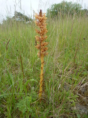 Orobanche elatior