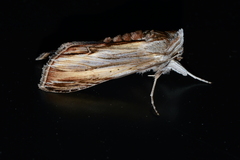 Cucullia convexipennis