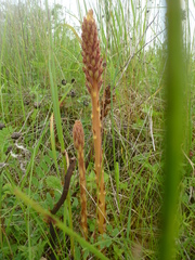 Orobanche elatior