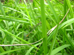 Agriocnemis pygmaea