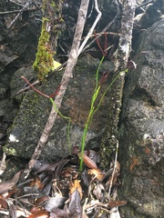 Actinostachys laevigata