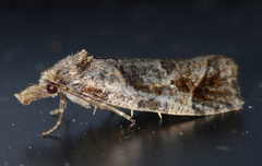 Phtheochroa
