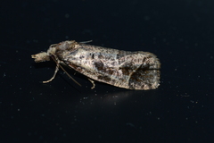 Phtheochroa
